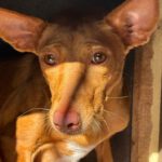 Podenco Harriet, 10/2022, ca. 40 cm