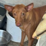 Podenco Harriet, 10/2022, ca. 40 cm