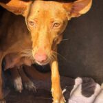 Podenco Harriet, 10/2022, ca. 40 cm