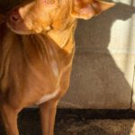 Podenco Harriet, 10/2022, ca. 40 cm