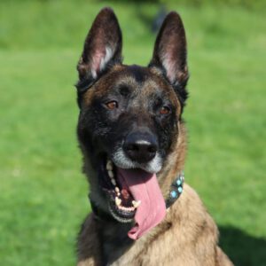 Malinois Hercules, 01/2018, ca. 60 cm, 42477 Radevormwald