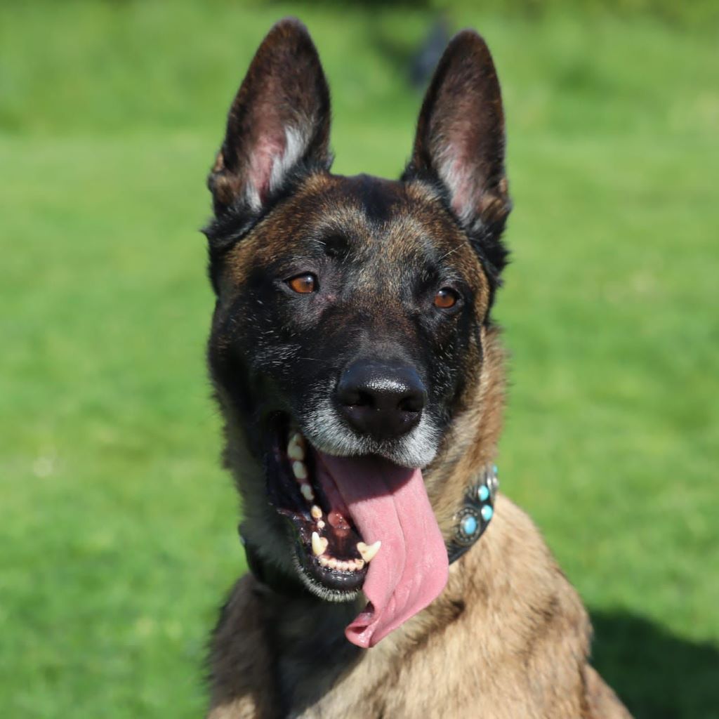 Malinois Hercules, 01/2018, ca. 60 cm, 42477 Radevormwald