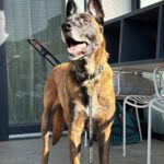 Malinois Hercules, 01/2018, ca. 60 cm, 42477 Radevormwald