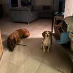 Malinois Hercules, 01/2018, ca. 60 cm, 42477 Radevormwald