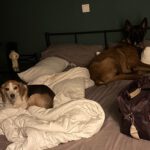 Malinois Hercules, 01/2018, ca. 60 cm, 42477 Radevormwald