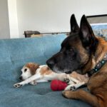 Malinois Hercules, 01/2018, ca. 60 cm, 42477 Radevormwald