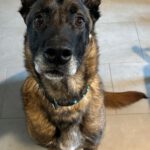 Malinois Hercules. 01/2018, ca. 60 cm, 42477 Radevormwald