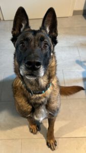 Malinois Hercules. 01/2018, ca. 60 cm, 42477 Radevormwald