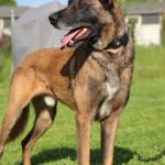 Malinois Hercules. 01/2018, ca. 60 cm, 42477 Radevormwald