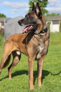 Malinois Hercules. 01/2018, ca. 60 cm, 42477 Radevormwald