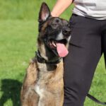 Malinois Hercules. 01/2018, ca. 60 cm, 42477 Radevormwald