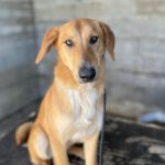 Malinois-Mischling Hermes, 05/2024, ca. 57 cm