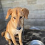 Malinois-Mischling Hermes, 05/2024, ca. 57 cm