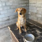 Malinois-Mischling Hermes, 05/2024, ca. 57 cm