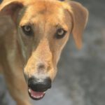 Malinois-Mischling Hermes, 05/2024, ca. 57 cm