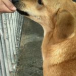 Malinois-Mischling Hermes, 05/2024, ca. 57 cm