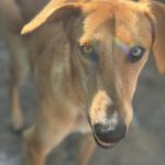 Malinois-Mischling Hermes, 05/2024, ca. 57 cm