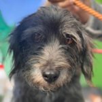 Terrier-Mischling Hugo, 11/2017, ca 38 cm