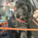 Terrier-Mischling Hugo, 11/2017, ca 38 cm