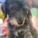 Terrier-Mischling Hugo, 11/2017, ca 38 cm