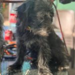 Terrier-Mischling Hugo, 11/2017, ca 38 cm