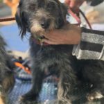 Terrier-Mischling Hugo, 11/2017, ca 38 cm