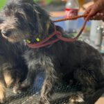 Terrier-Mischling Hugo, 11/2017, ca 38 cm