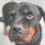 Rottweiler Iris, 02/2014, ca. 60 cm