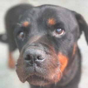 Rottweiler Iris, 02/2014, ca. 60 cm