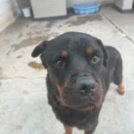 Rottweiler Iris, 02/2014, ca. 60 cm