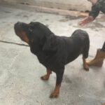 Rottweiler Iris, 02/2014, ca. 60 cm