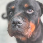 Rottweiler Iris, 02/2014, ca. 60 cm