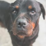 Rottweiler Iris, 02/2014, ca. 60 cm