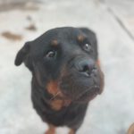 Rottweiler Iris, 02/2014, ca. 60 cm