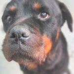 Rottweiler Iris, 02/2014, ca. 60 cm