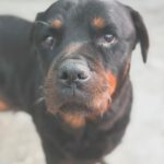 Rottweiler Iris, 02/2014, ca. 60 cm