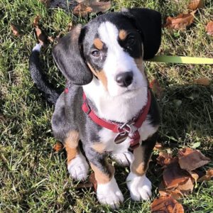 Mischling Janou, 07/2025, ca. 50 cm, 27252 Schwaförden