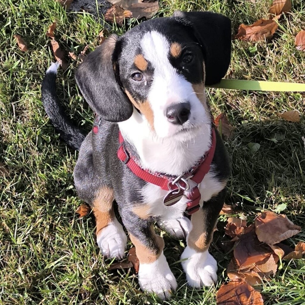 Mischling Janou, 07/2025, ca. 50 cm, 27252 Schwaförden