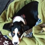 Mischling Janou, 07/2025, ca. 50 cm, 27252 Schwaförden