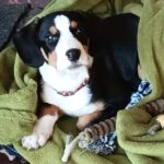 Mischling Janou, 07/2025, ca. 50 cm, 27252 Schwaförden