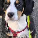 Mischling Janou, 07/2025, ca. 50 cm, 27252 Schwaförden