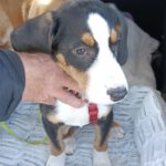 Mischling Janou, 07/2025, ca. 50 cm, 27252 Schwaförden