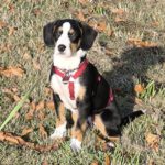 Mischling Janou, 07/2025, ca. 50 cm, 27252 Schwaförden