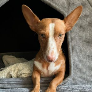 Podenco Maneto Jara, 06/2022, ca. 35 cm, 24598 Boostedt