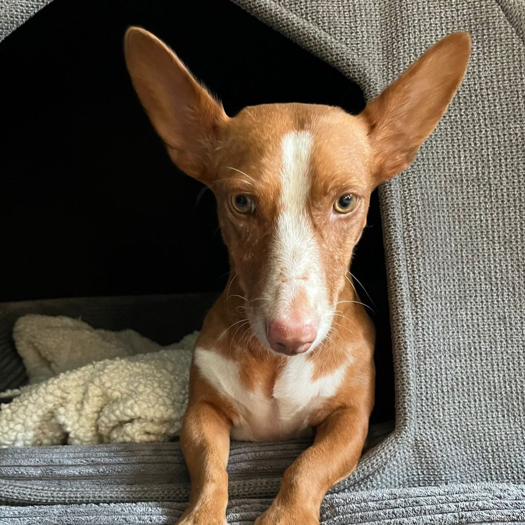 Podenco Maneto Jara, 06/2022, ca. 35 cm, 24598 Boostedt