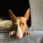 Podenco Maneto Jara, 06/2022, ca. 35 cm, 24598 Boostedt