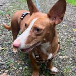 Podenco Maneto Jara, 06/2022, ca. 35 cm, 24598 Boostedt