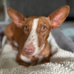 Podenco Maneto Jara, 06/2022, ca. 35 cm, 24598 Boostedt