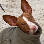 Podenco Maneto Jara, 06/2022, ca. 35 cm, 24598 Boostedt