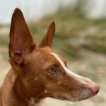 Podenco Maneto Jara, 06/2022, ca. 35 cm, 24598 Boostedt